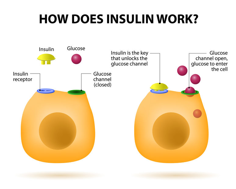 How does insulin work